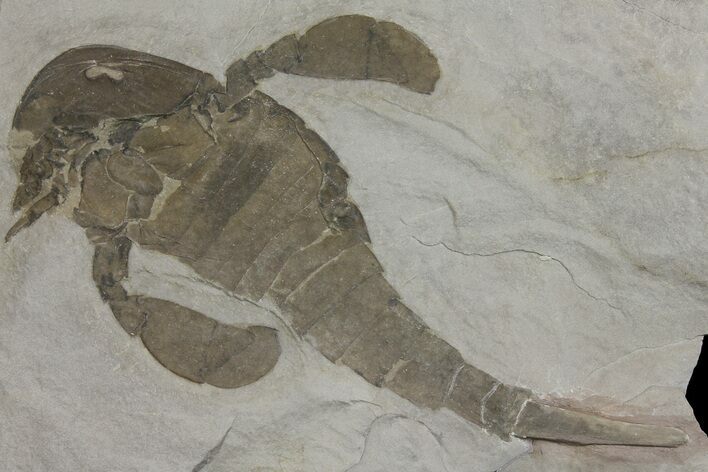 Eurypterus (Sea Scorpion) Fossil - New York #173026